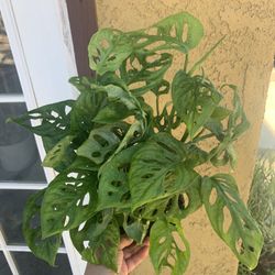 Monstera Adansonii Plants
