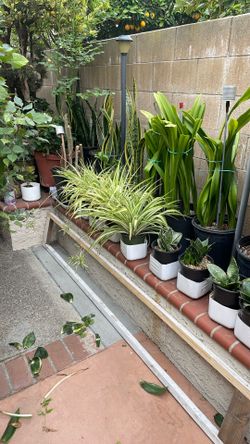 Spider Plants Fully Grown