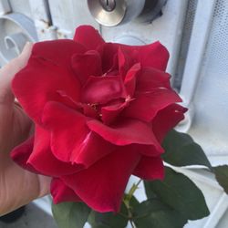 Mr. Lincoln Rose Bush Plant , In 5 Gallons Pot Pick Up Only