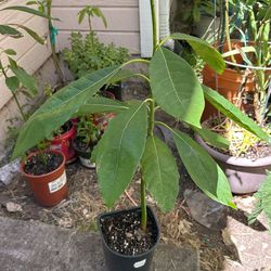 Avocado Tree $10