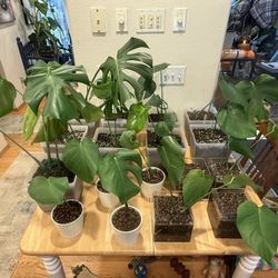 Monstera Deliclosa
