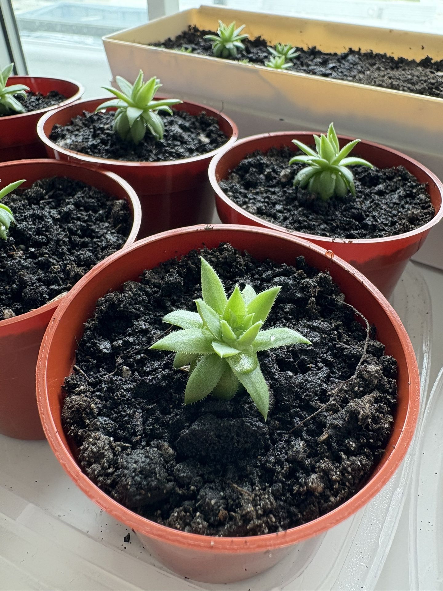 LiveForevers Succulents and Chinese Coin Plants