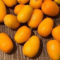 Nagami Kumquat Trees 
