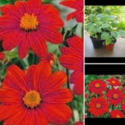 Mexican torch plants. $2 Each Plant Or 2 For$3