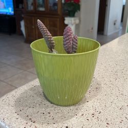 PINE. CONE. SUCCULENT 