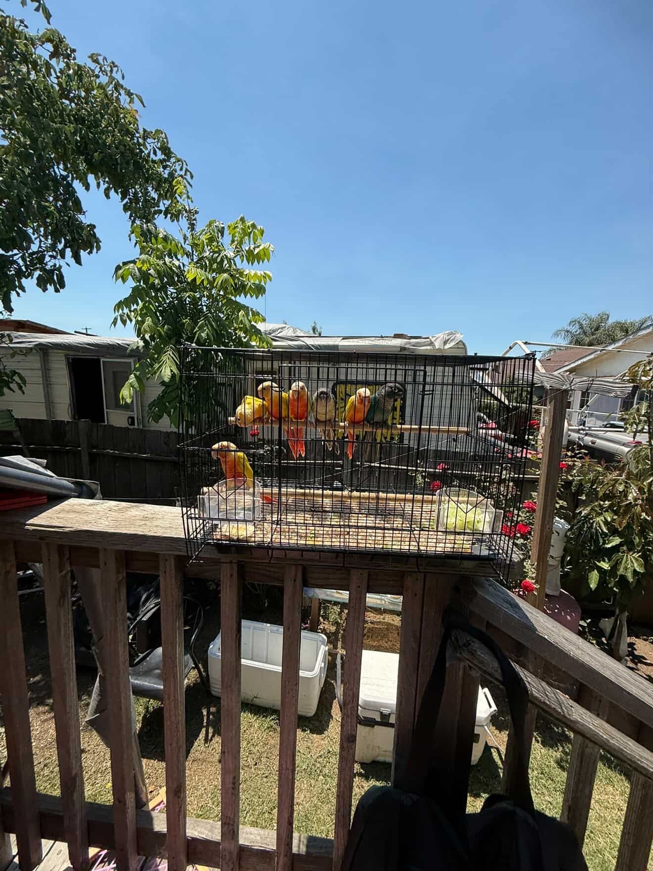 Bird Cage