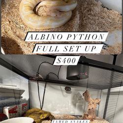 Albino Python Full Set Up 