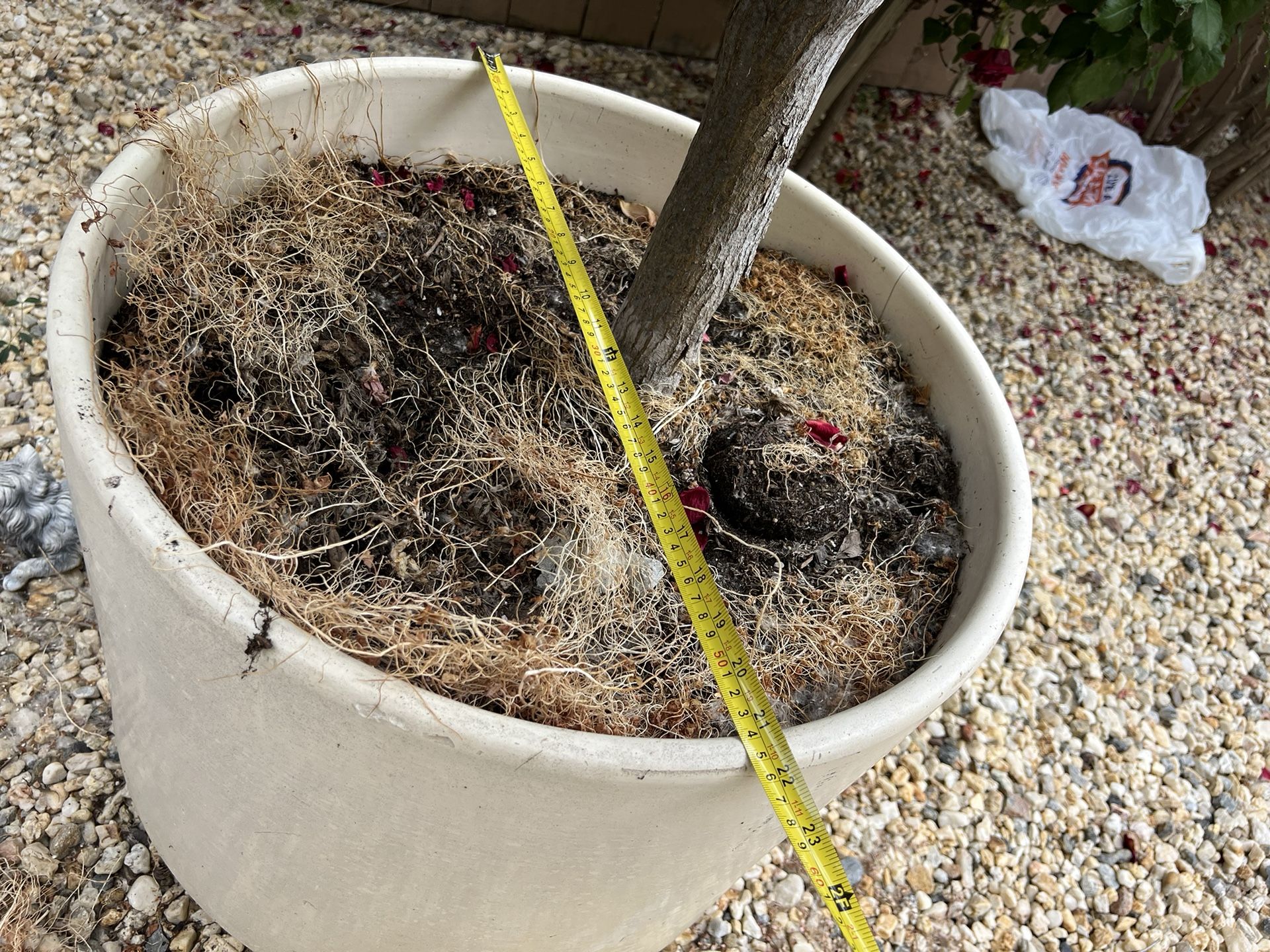 large-japanese-maple-tree-with-ceramic-pot-for-sale-in-hood-ca-offerup