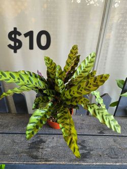 Rattlesnake Plant