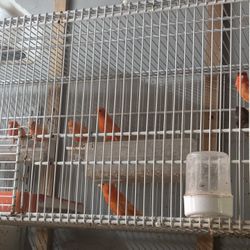 Cages For Canaries