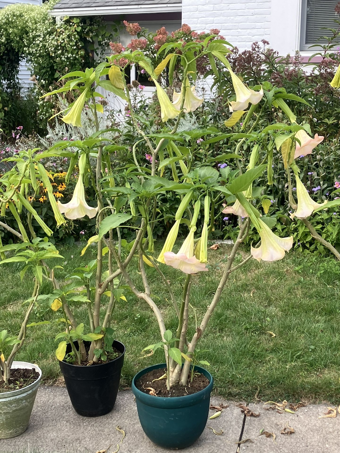 Angels Trumpet (Brugmansia) 4 To 5 Foot Pla,nts