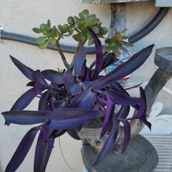 Organic Purple Heart And Jade Succulent Plants.