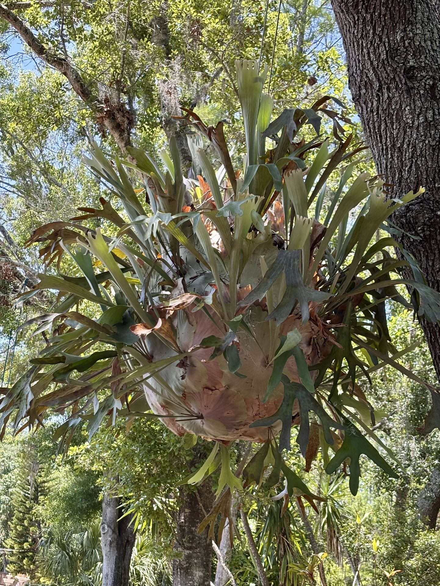 Air Plant-extra Large Staghorn Fern (Platycerium)
