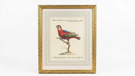 Vintage Italian Parrot Print (After Martinet)