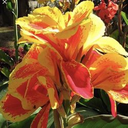 Orange & Yellow Canna Lilies - Available Now!