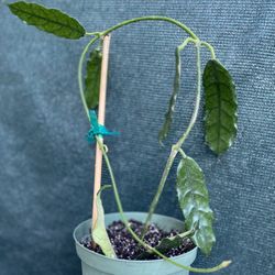 Hoya Globulosa Plant, In 6 Inch Pot Pick Up Only