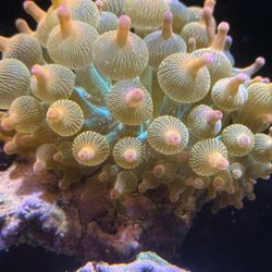 RBTA