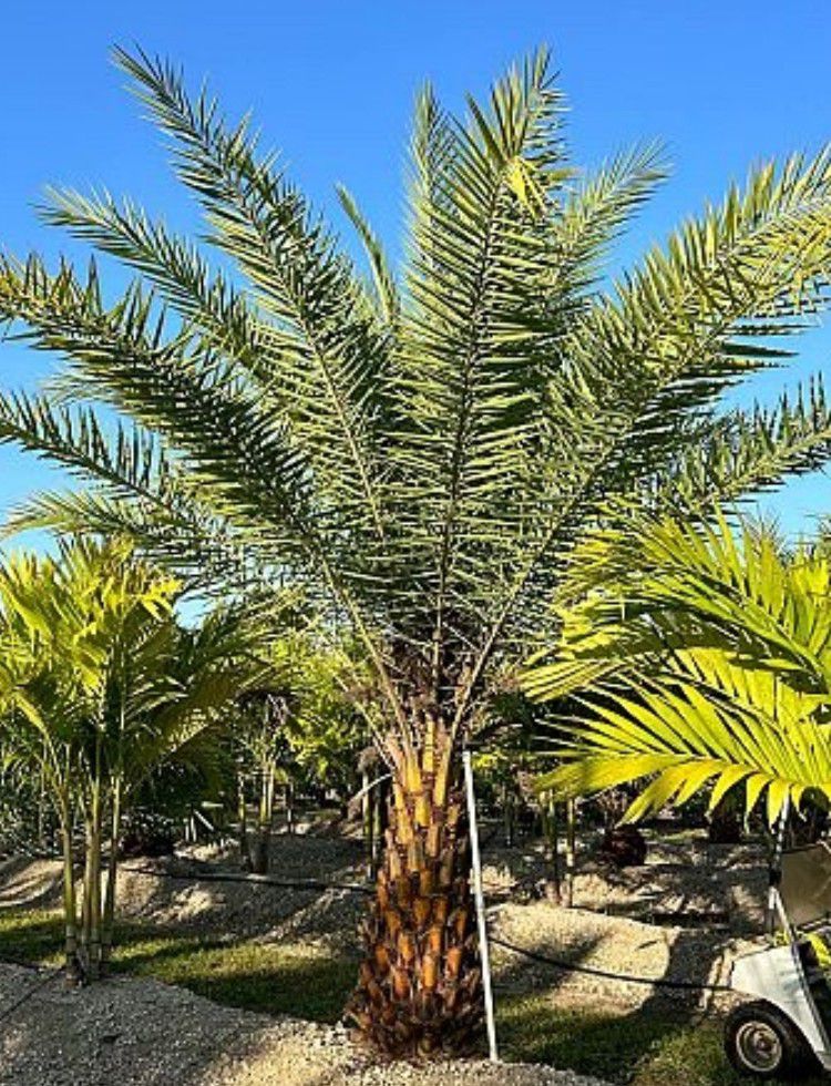 Silvester Palm Canary Palms All Sizes Available Ask For Prices