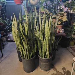 Snake Plants