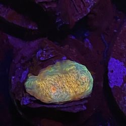 Crayola Chalice Frags 