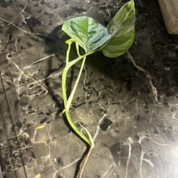 Philodendron Epipremnium Epi Marble Plant 