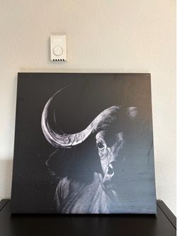 Bull canvas pictures