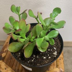 Jade Plant 6 inch Pot 