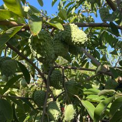 African Pride Atemoya Fruit Tree