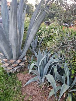Blue agaves.  Medium In Size.  Eacg for 10. Not in Pot will dig out whe. Pick up