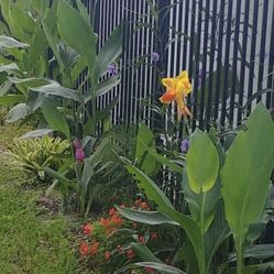Canna Lily, yellow king