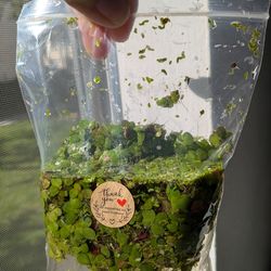 Aquarium plants $5 bag