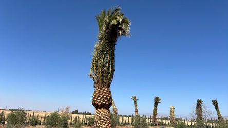 Palm trees for landscapes