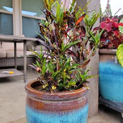 Bush On Fire Exotic Plant Without Pot 