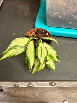Hoya polyneura - inner variegated