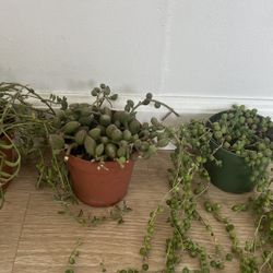 Set Of Three Trailing Succulents- String Of Pearls/ String Of Dolphins And String Of Watermelon 