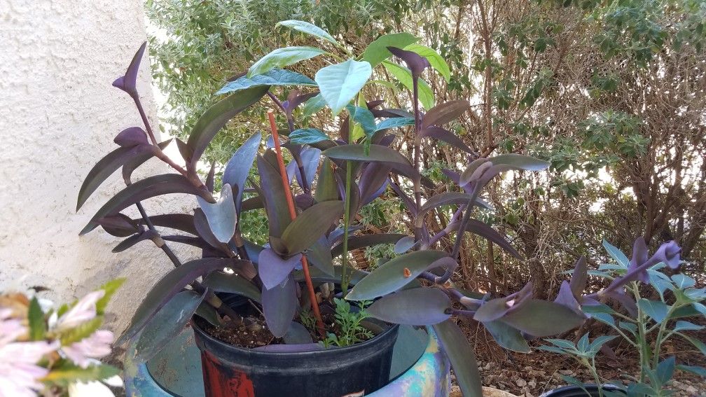 Avocado tree with purple plant