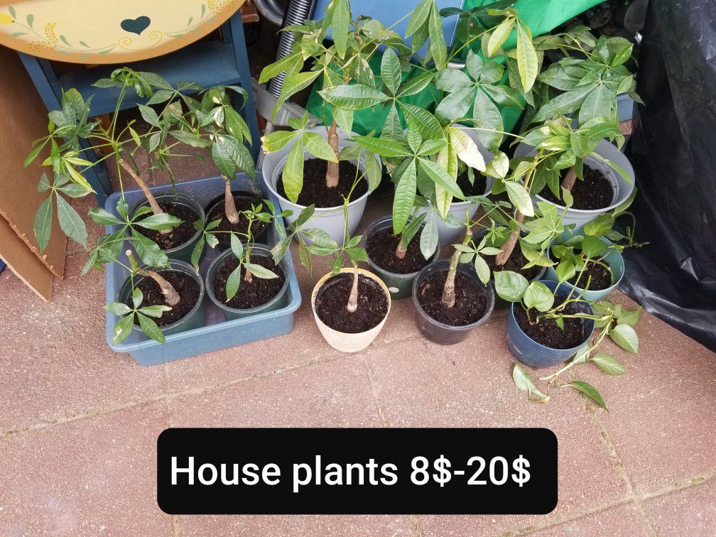 House plants 