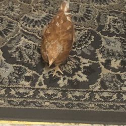 Alive Chick