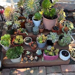 Succulents In various size and breed