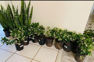 Sweet Fragrant Star Jasmine In 7” Pot🙏PLS READ DESCRIPTION 