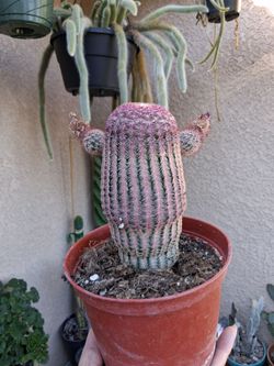 Rainbow 🌈 Cactus Plant $25