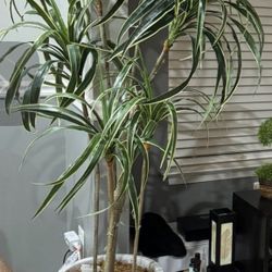 Decorative Indoor Plant With White Planter