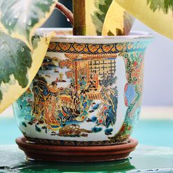 Ficus Tineke In A Gorgeous Ceramic Pot