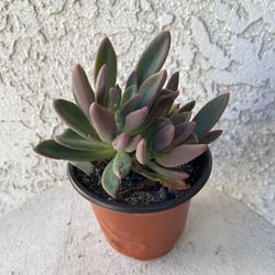 4 Inch Pot Succulent Plant - Crassula Lanuginosa - Dragon Tongue - Established Plant - Drought Resistant - 🪴