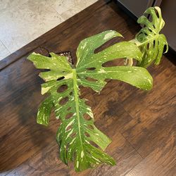 Variegated Thai Constellation Two Leaf W/a Third About to Come Out Fully Rooted