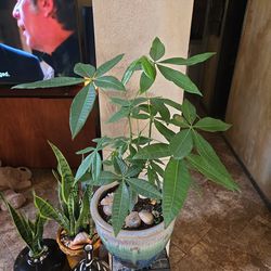 Money Tree Plant In 12in Ceramic Pot With Shells And Stones 
