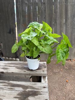 Arrowhead Allusion Plants