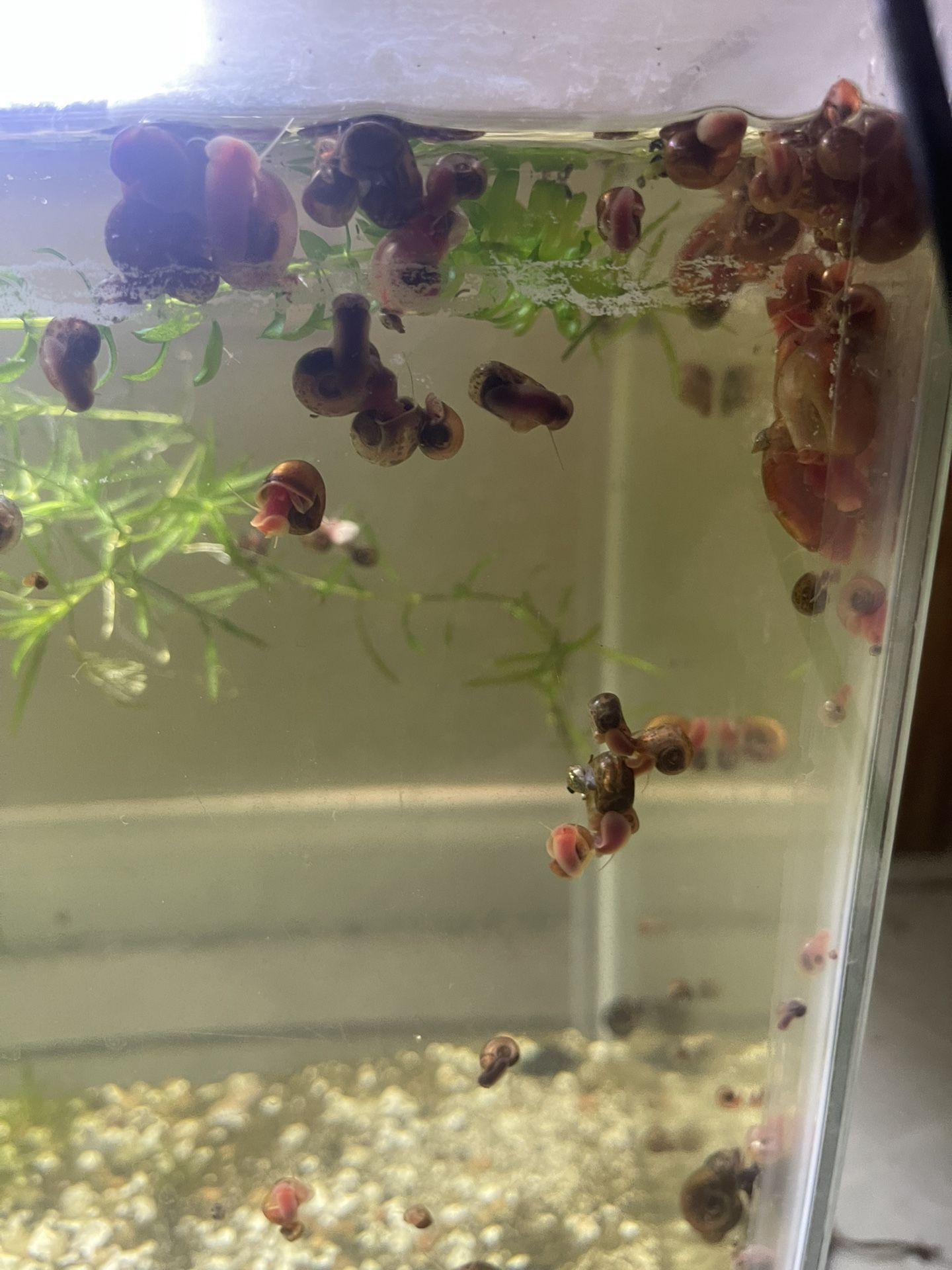 Snail Ramhorn Decor