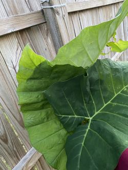 Large Elephant Ear