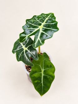 Alocasia Polly African Mask Plant - Elephant Ear Tropical Houseplant